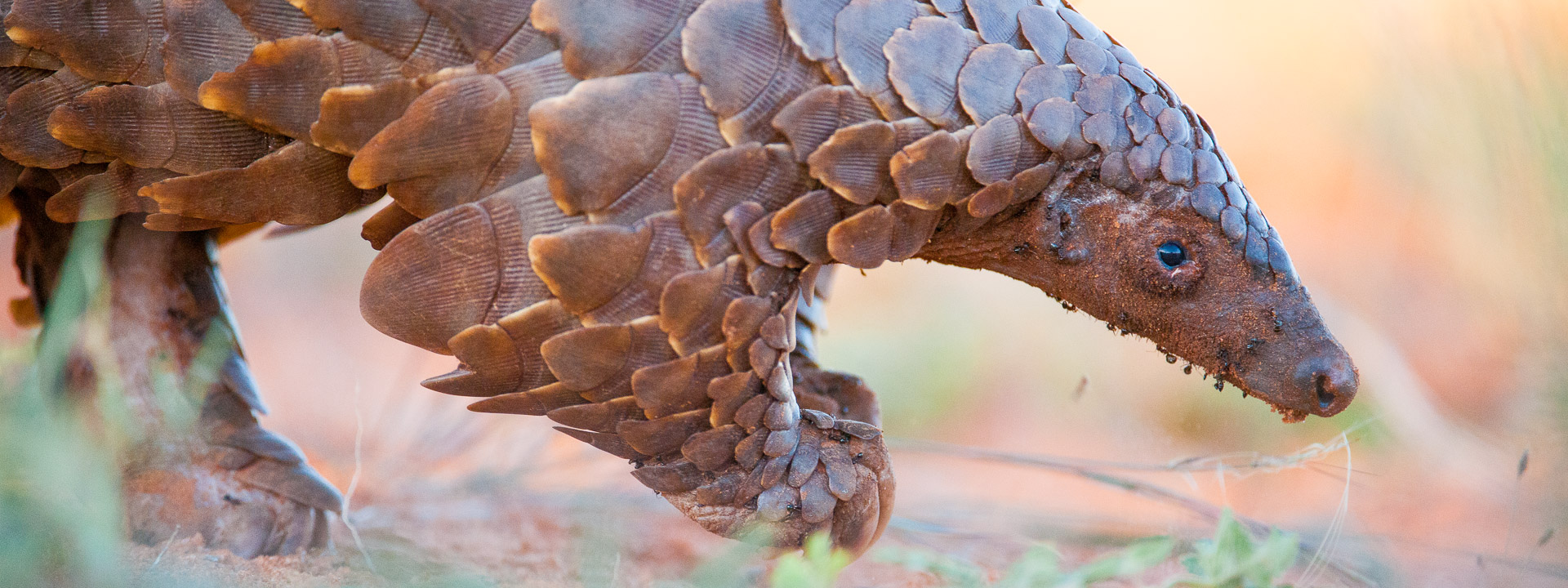 ground pangolin